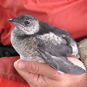 Kittlitz's Murrelet