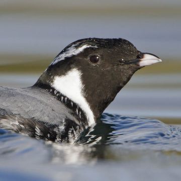 Ancient Murrelet