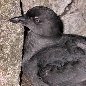 Cassin's Auklet