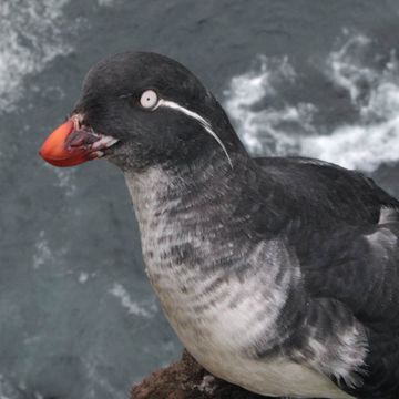 Parakeet Auklet