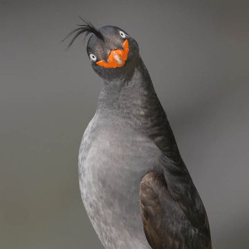 Crested Auklet