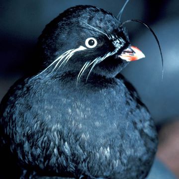 Whiskered Auklet