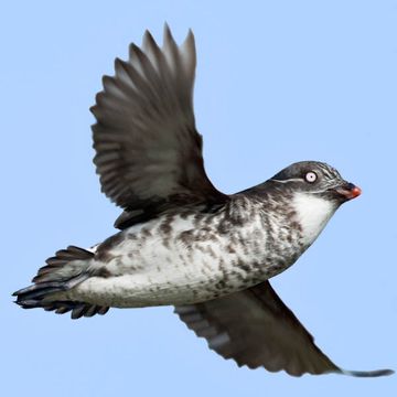 Least Auklet