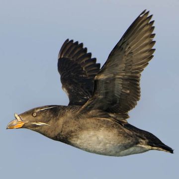 Rhinoceros Auklet