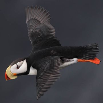 Horned Puffin