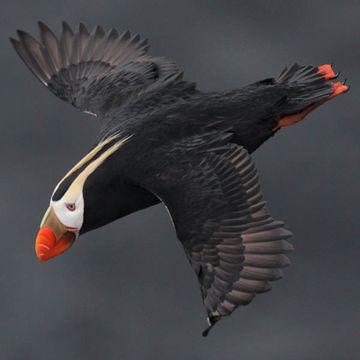 Tufted Puffin