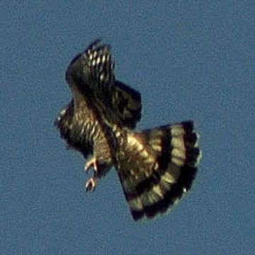 Hook-billed Kite