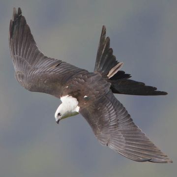 American Swallow-tailed Kite