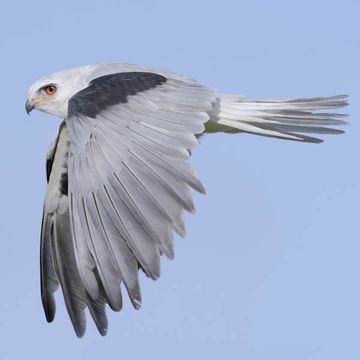 White-tailed Kite