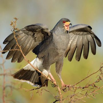 Snail Kite