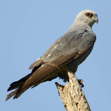 Mississippi Kite