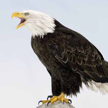 Bald Eagle