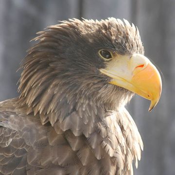 Steller's Sea-eagle