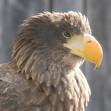 Riesenseeadler