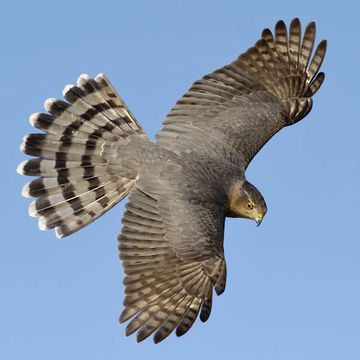 Accipiter cooperii