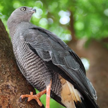 Geranospiza caerulescens