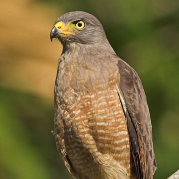 Buteo magnirostris