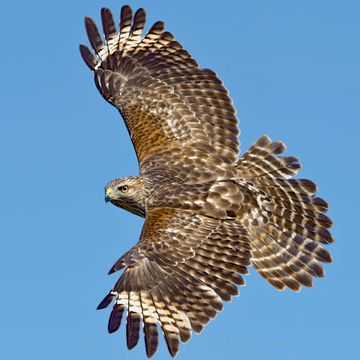 Red-shouldered Hawk