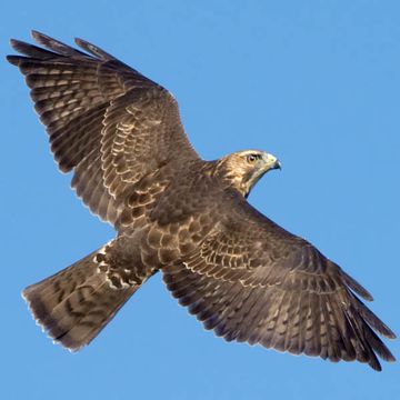 Buteo platypterus