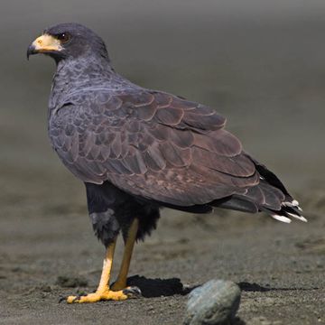 Short-tailed Hawk