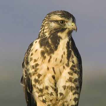 Swainson's Hawk