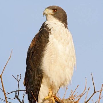 Buteo albicaudatus