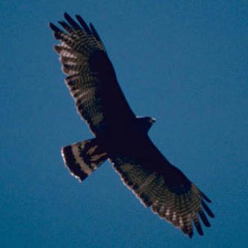 Zone-tailed Hawk