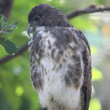 Buteo solitarius