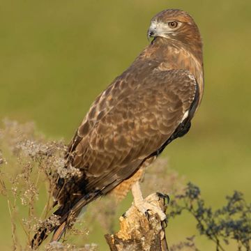 Red-tailed Hawk