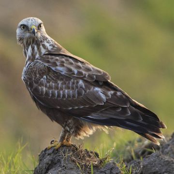 Rough-legged Hawk