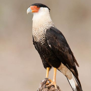 Crested Caracara