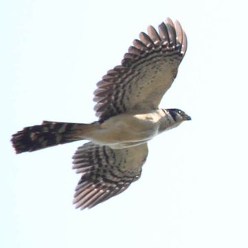Collared Forest-falcon