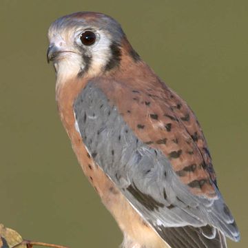 American Kestrel