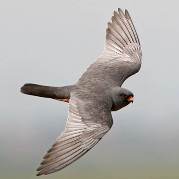 Red-footed Falcon