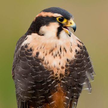 Aplomado Falcon