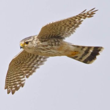 Falco columbarius