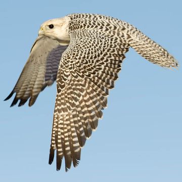 Gyr Falcon