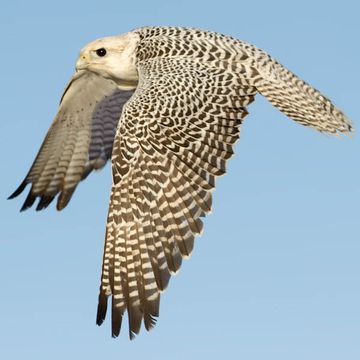 Falco rusticolus