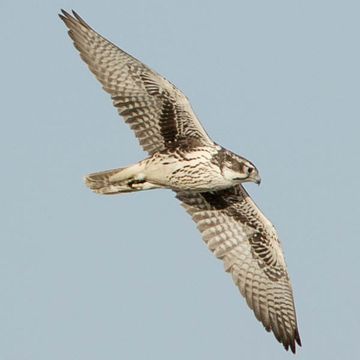 Prairie Falcon