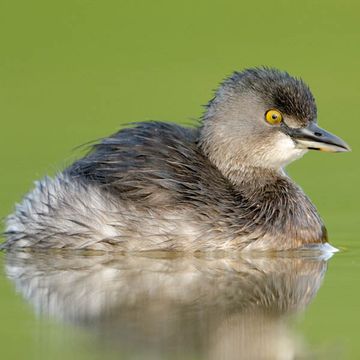 Least Grebe