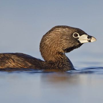 Pied-billed Grebe