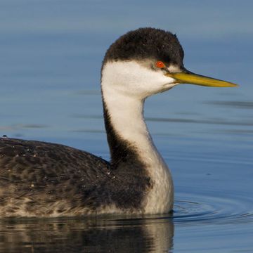 Western Grebe