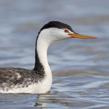 Clark's Grebe