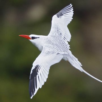 Red-billed Tropicbird