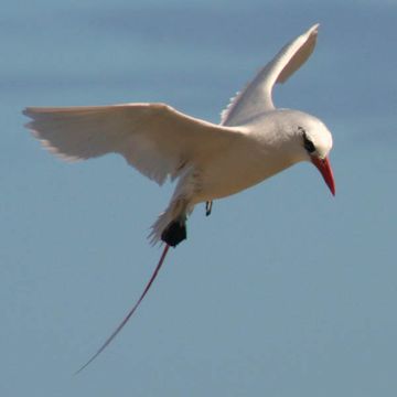 Red-tailed Tropicbird