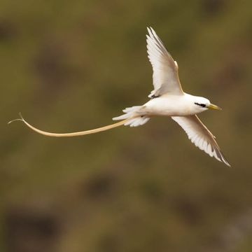 White-tailed Tropicbird