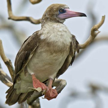 Red-footed Booby