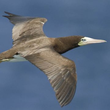 Brown Booby