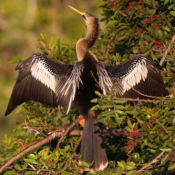 Anhinga