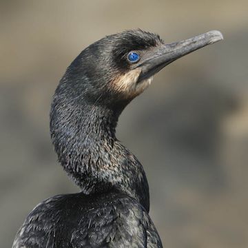 Brandt's Cormorant